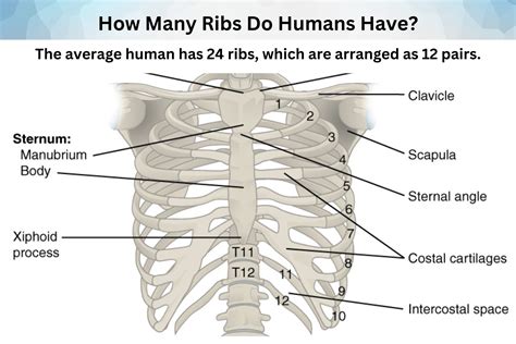 how many ribs do people have